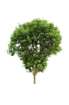 mango tree isolated png