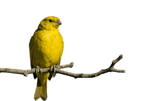 yellow bird perched on a branch png