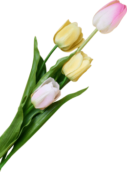 tulip flower for Happy Easter day png