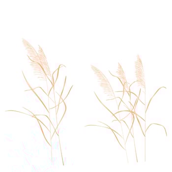 Dry reed vector stock illustration. Isolated on a white background. A sprig of cane. Swamp grass.