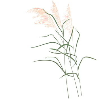Dry reeds. The swampy kapush swings in the wind. dried flower. Abstract dry grass flowers, herbs. Vector stock illustration isolated on a white background.