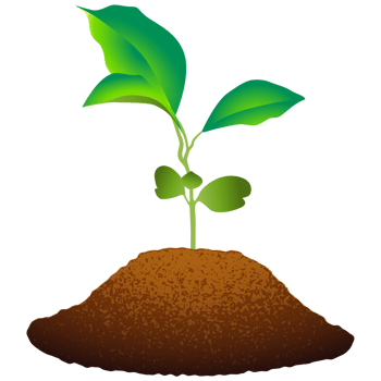 Sapling Sprouting from Soil. png
