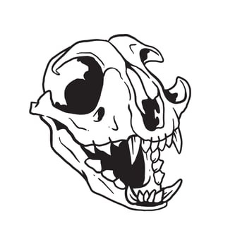 Cat Skull Illustration vector
