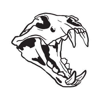 Cat Skull Illustration vector