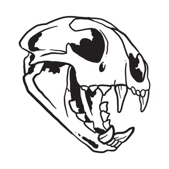 Cat Skull Illustration vector