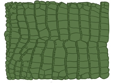 Green Aligator Pattern png
