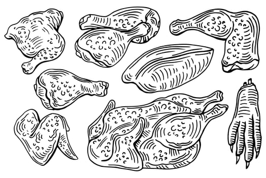 Chicken cuts, hen parts. Domestic bird meat set. Engraving sketch style. parts of carcass vector
