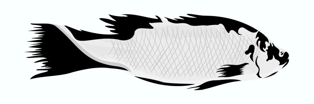 Barramundi fish isolated on white background vector