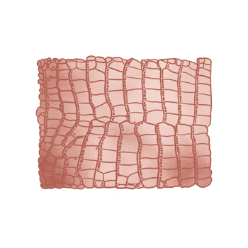 Rosegold Metallic Aligator Pattern png