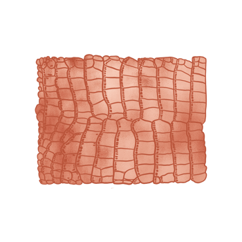 Copper Metallic Aligator Pattern png