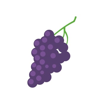 Vector illustration of grapes