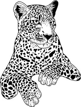 Hand drawn jaguar for vector