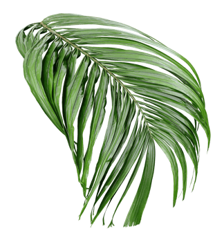 tropical green palm leaf isolated on transparent for summer background png file