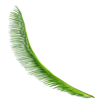 Green leaf of cycads tree on transparent background png file