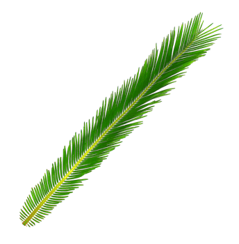 Green leaf of cycads tree on transparent background png file