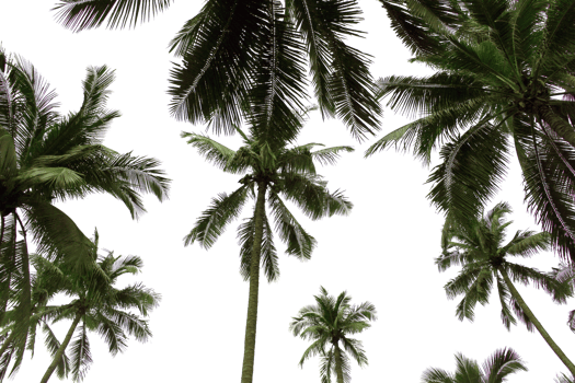 branch coconut palm tree leaves on transparent background png file