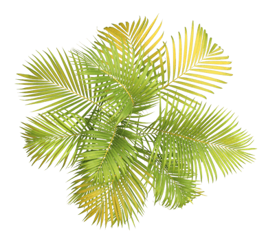 top view palm leaves tree isolated on transparent background png file