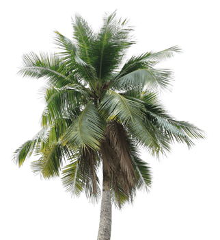branch coconut palm tree leaves on transparent background png file