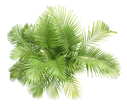 top view palm leaves tree isolated on transparent background png file