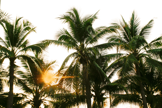 branch coconut palm tree leaves on transparent background png file