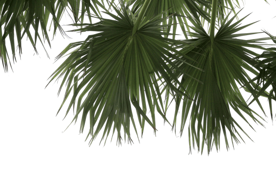 branch coconut palm tree leaves on transparent background png file