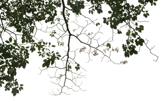 big tree and branches of tree on transparent background png file