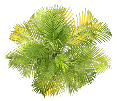 top view palm leaves tree isolated on transparent background png file