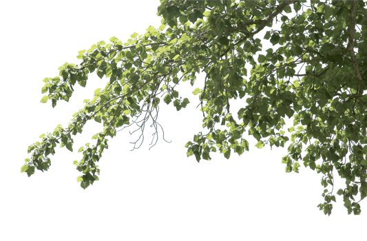 big tree and branches of tree on transparent background png file