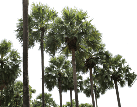 branch coconut palm tree leaves on transparent background png file