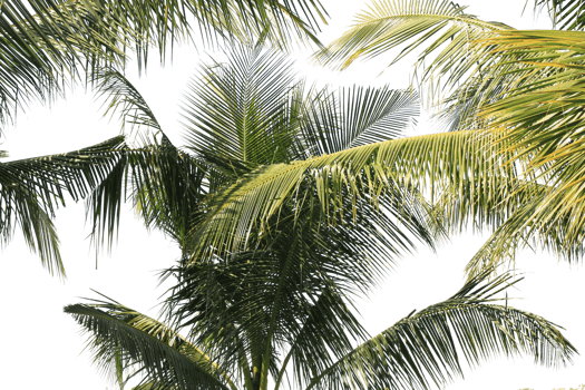 branch coconut palm tree leaves on transparent background png file