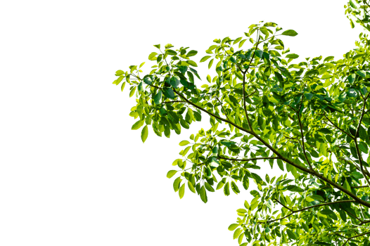 leaf branch Isolate on transparent background PNG file