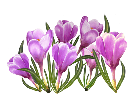 bouquet of crocuses, saffron,spring flowers drawing png