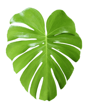 tropical jungle monstera leaves , Swiss Cheese leaf tree isolated on transparent background png file