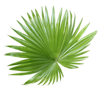 tropical nature green fan palm leaf on transparent background png file