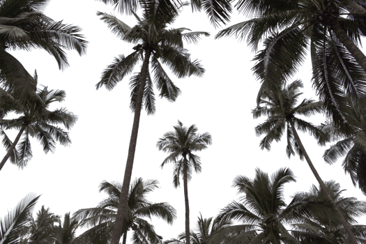 branch coconut palm tree leaves on transparent background png file