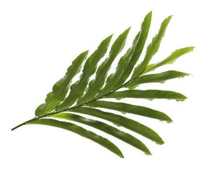 tropical nature green palm leaf on transparent backgound png file