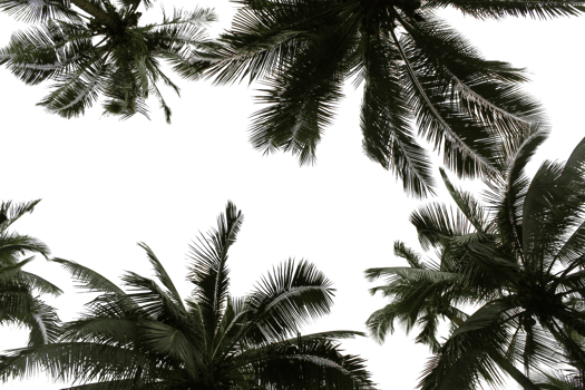 branch coconut palm tree leaves on transparent background png file