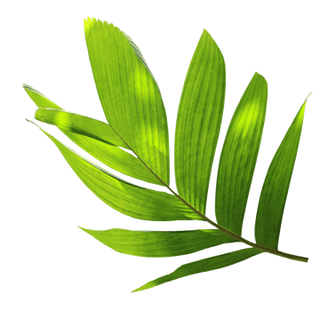 tropical nature green palm leaf pattern png