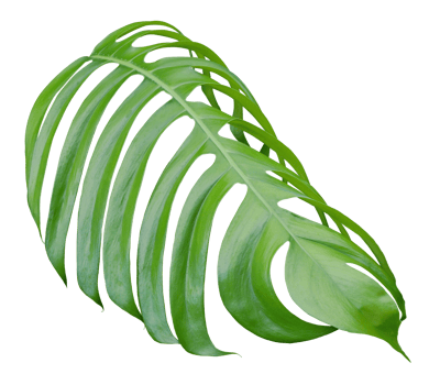tropical jungle monstera leaves , Swiss Cheese leaf tree isolated on transparent background png file