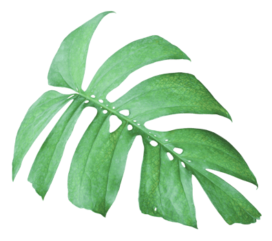 tropical jungle monstera leaves , Swiss Cheese leaf tree isolated on transparent background png file
