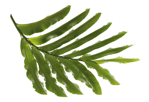 tropical nature green palm leaf on transparent backgound png file