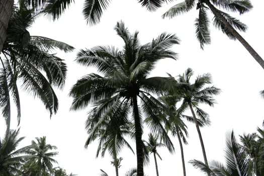 branch coconut palm tree leaves on transparent background png file
