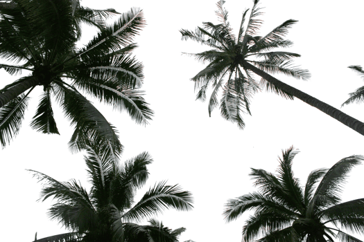 branch coconut palm tree leaves on transparent background png file