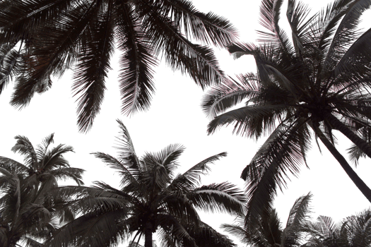 branch coconut palm tree leaves on transparent background png file