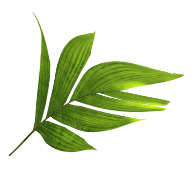 tropical nature green palm leaf on transparent backgound png file