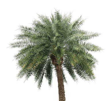 branch coconut palm tree leaves on transparent background png file