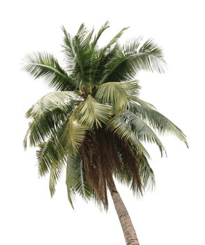 branch coconut palm tree leaves on transparent background png file
