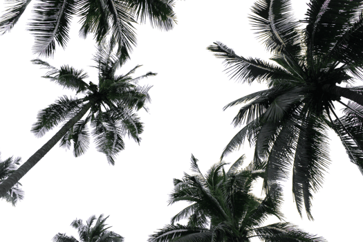 branch coconut palm tree leaves on transparent background png file