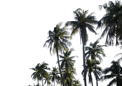 branch coconut palm tree leaves on transparent background png file