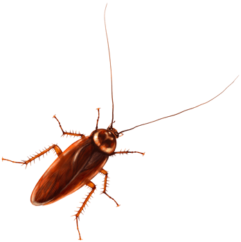 cockroach handdrawn watercolor style illustration png